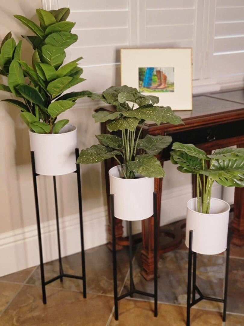 A group of three plants in pots on stands.