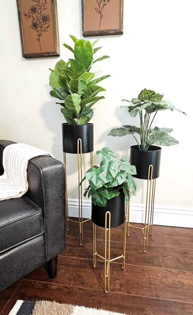 Three black and gold plant stands on a wooden floor.